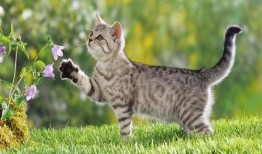 娱乐吃瓜酱牛奶猫,揭秘牛奶猫的神秘魅力